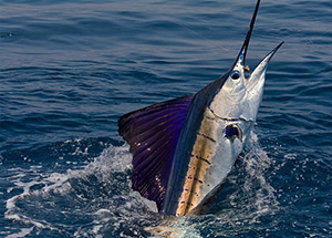 deep sea fishing mauritius